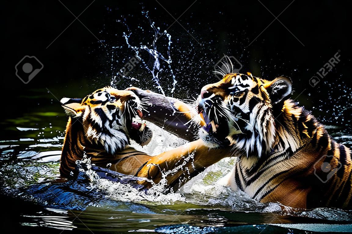 兩隻老虎在水中戰鬥