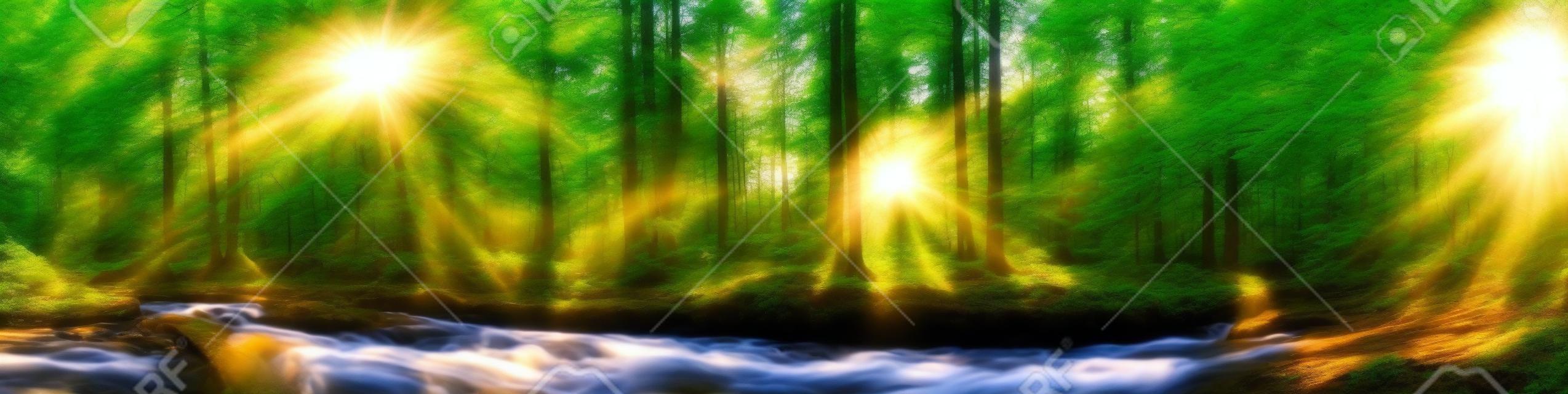 木、川と太陽と美しい森のパノラマ