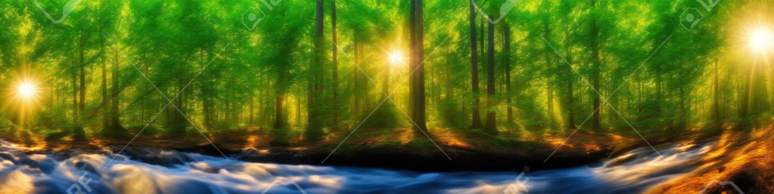 Piękna panorama lasu z drzewami, strumieniem i słońcem