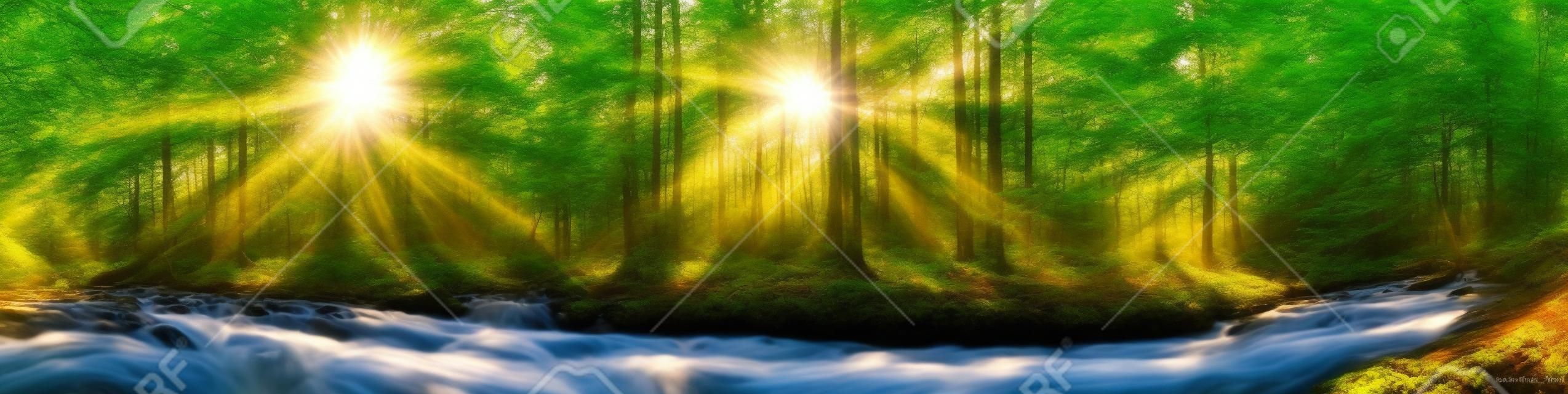 木、川と太陽と美しい森のパノラマ