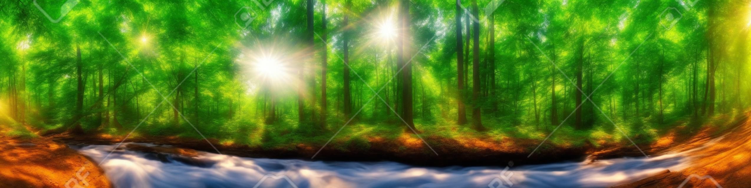 Красивая панорама леса с деревьями, ручей и солнце