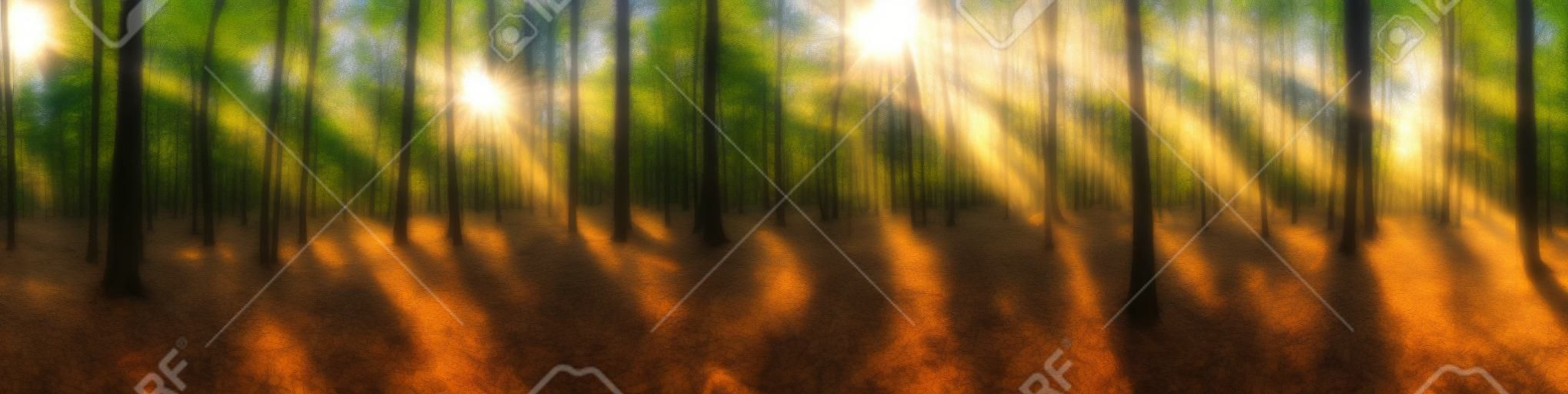 밝은 태양이 나무를 통해 빛나는 아름다운 숲 파노라마