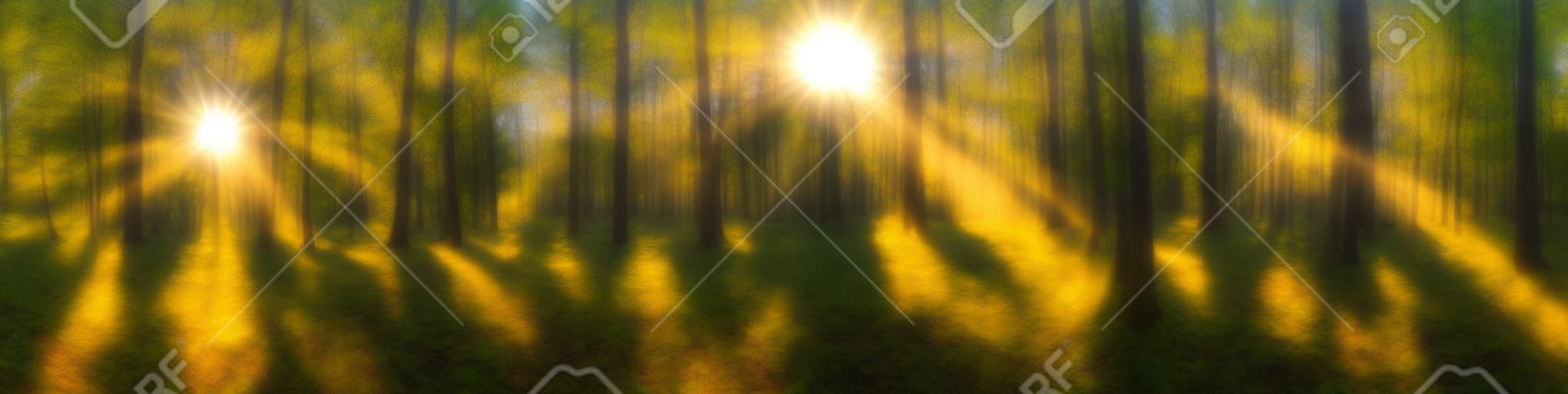 木々を照らす明るい太陽の美しい森のパノラマ