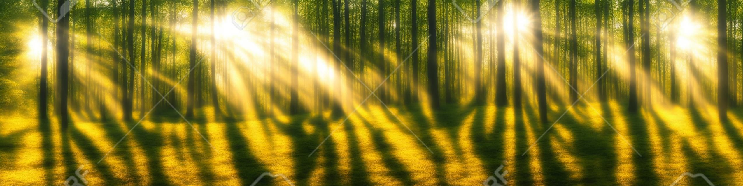밝은 태양이 나무를 통해 빛나는 아름다운 숲 파노라마
