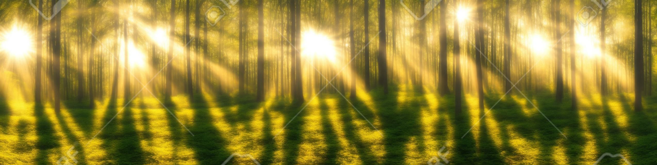 Piękna panorama lasu z jasnym słońcem prześwitującym przez drzewa