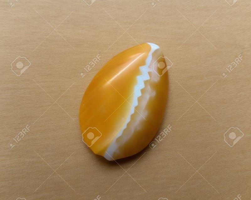COWRIE SHELL