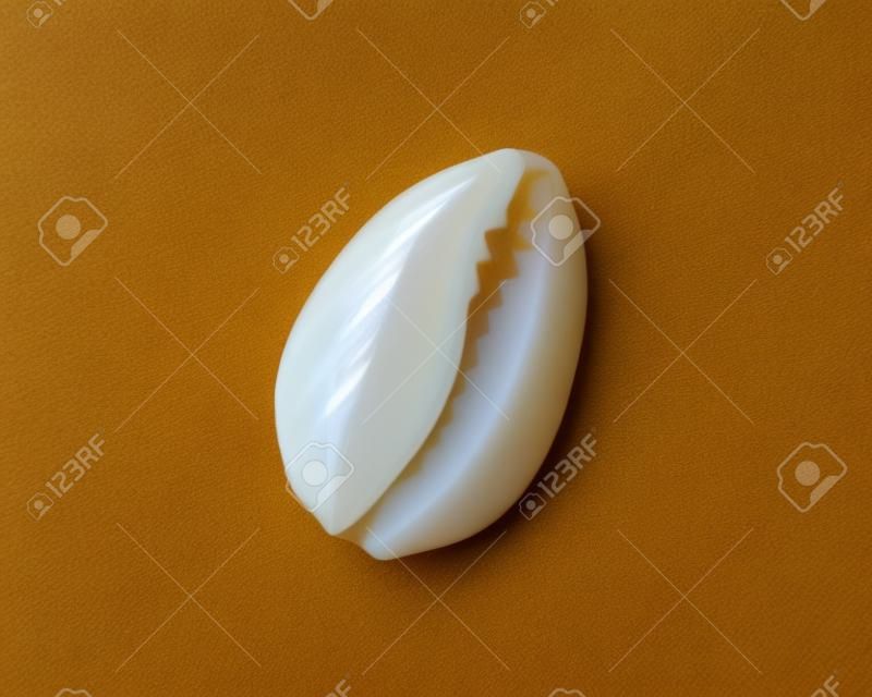 COWRIE SHELL