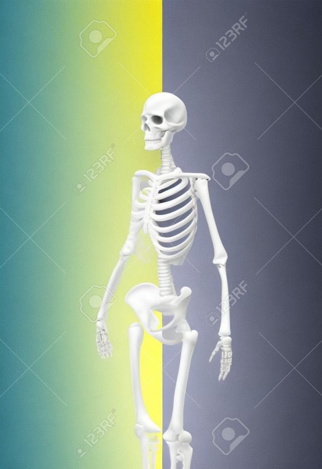 osso umano di calcio su sfondo di colore diverso in un concetto sano