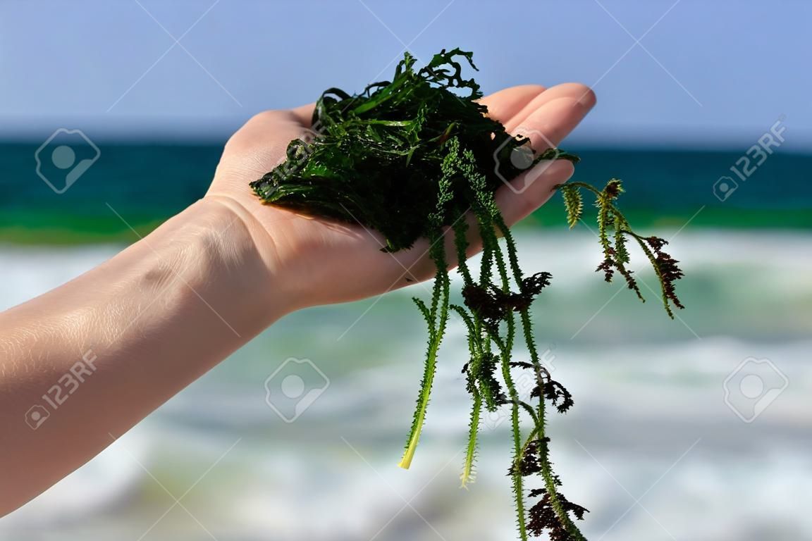 a handful of fresh seaweed against the sea background