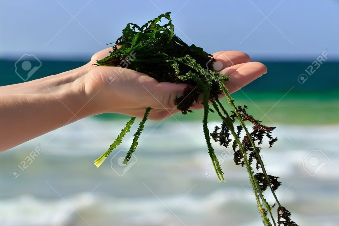 une poignée d'algues fraîches sur le fond de la mer