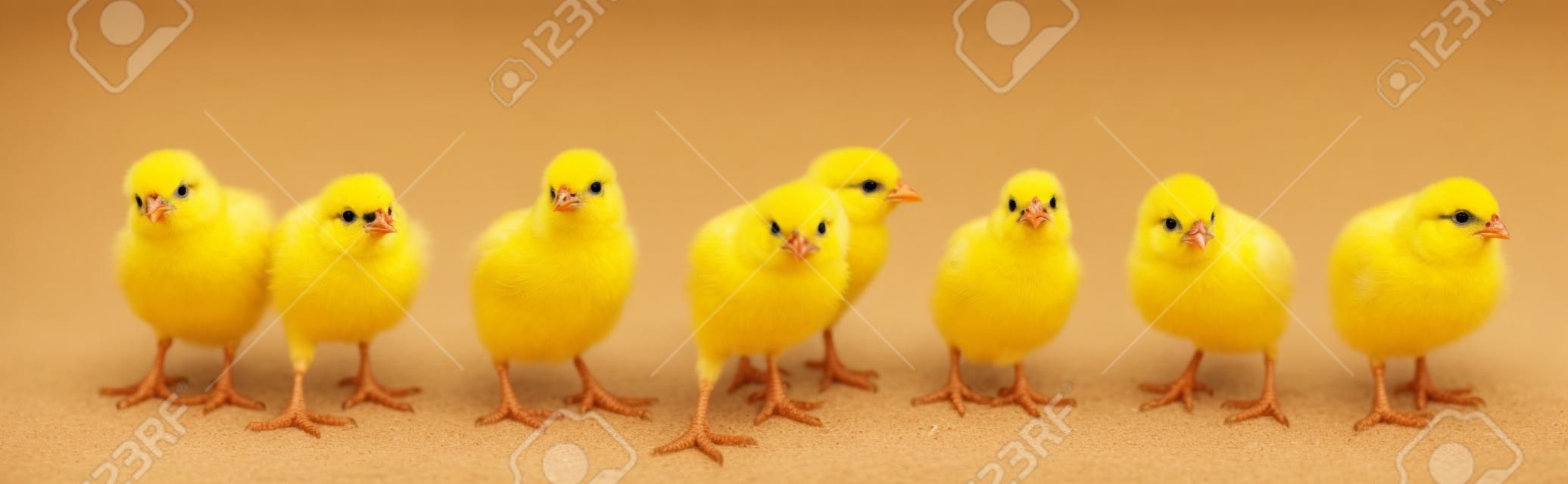 Panorama van broedende kleine gele kuikens geïsoleerd op witte achtergrond. Boerderij incubator kippen op wandeling.