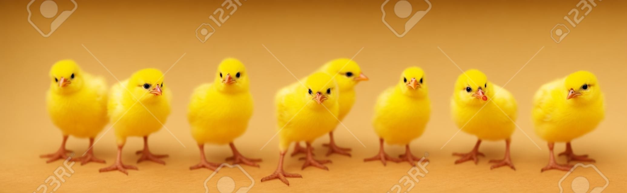 Panorama of brood little yellow chicks isolated on white background. Farm incubator chickens on walk.