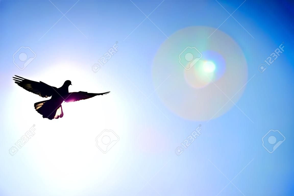Pigeon against the blue sky and a shining sun