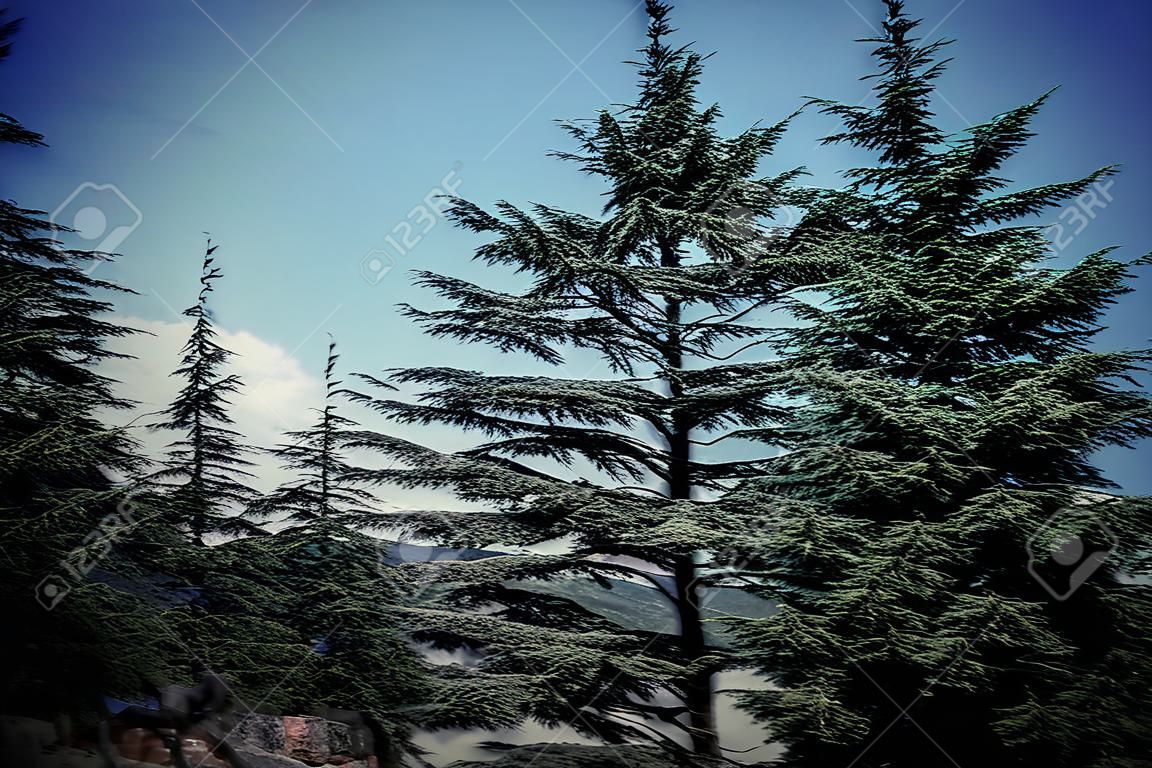 Cèdre libanais dans les montagnes des forêts