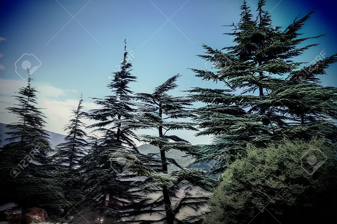 Cèdre libanais dans les montagnes des forêts