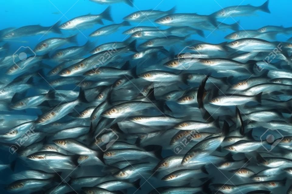 Many mackerel fish, underwater view