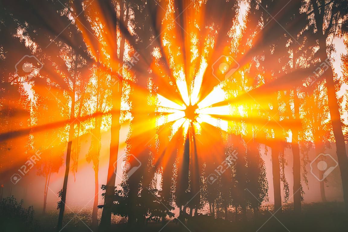 Zonsopgang met zonnestralen die door bomen snijden in de mist in de vroege herfstochtendesthetiek van vintage film