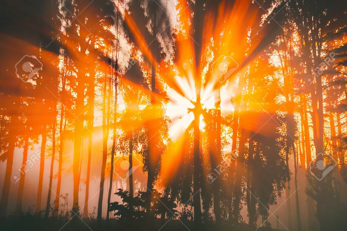 Nascer do sol com raios solares cortando árvores na névoa no início da manhã de outono. estética do filme antigo.