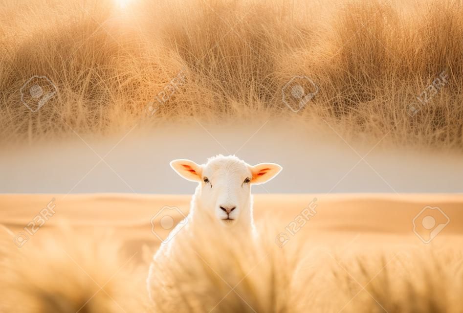 Cute white sheep facing camera through marram grass on the dunes of Sylt island, Germany, at sunrise. German countryside context at the North sea.