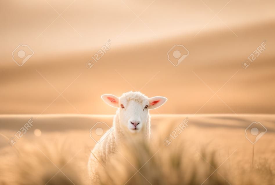 Cute white sheep facing camera through marram grass on the dunes of Sylt island, Germany, at sunrise. German countryside context at the North sea.