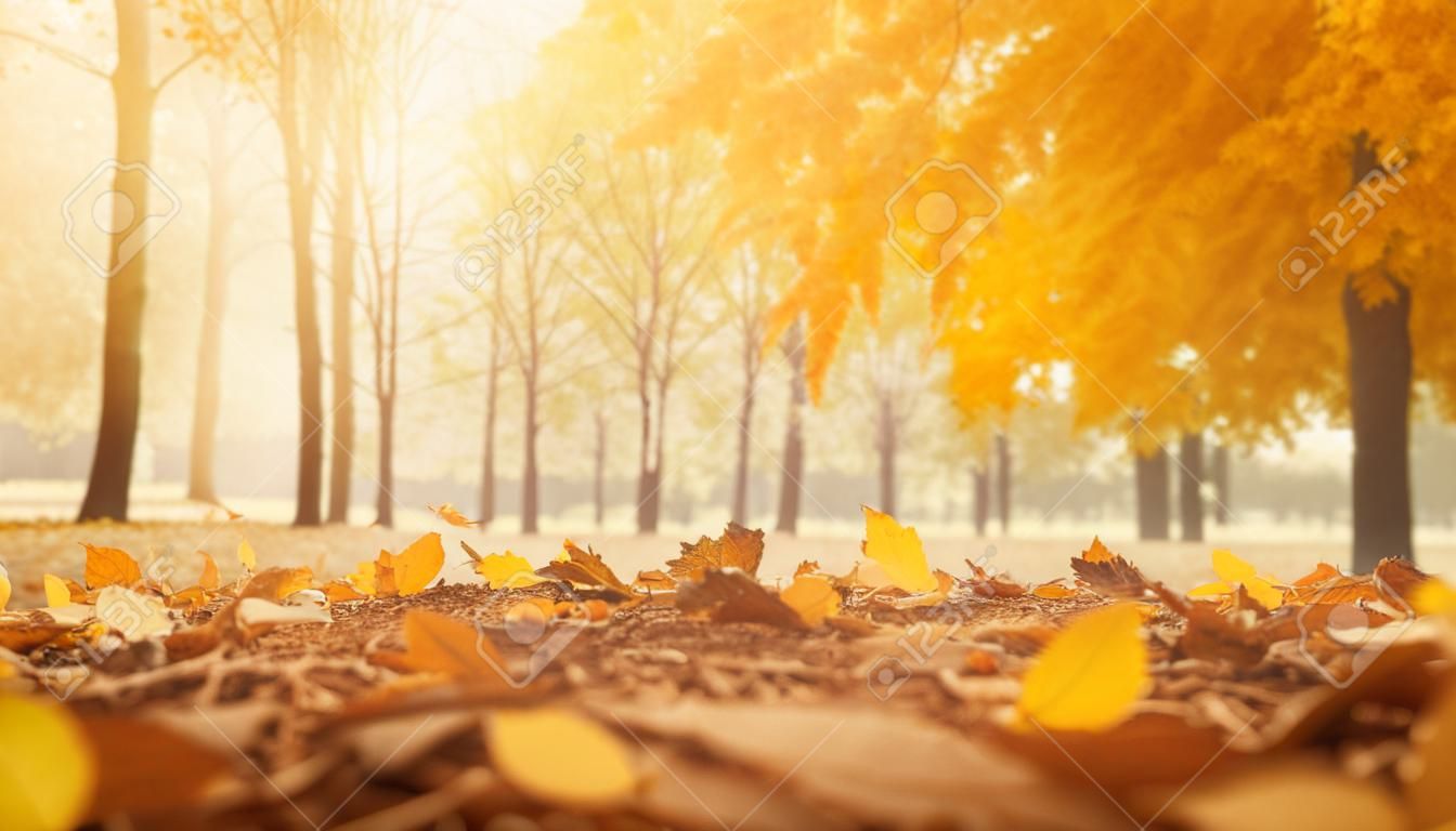 Autumn landscape with yellow leaves in the park. beautiful nature background