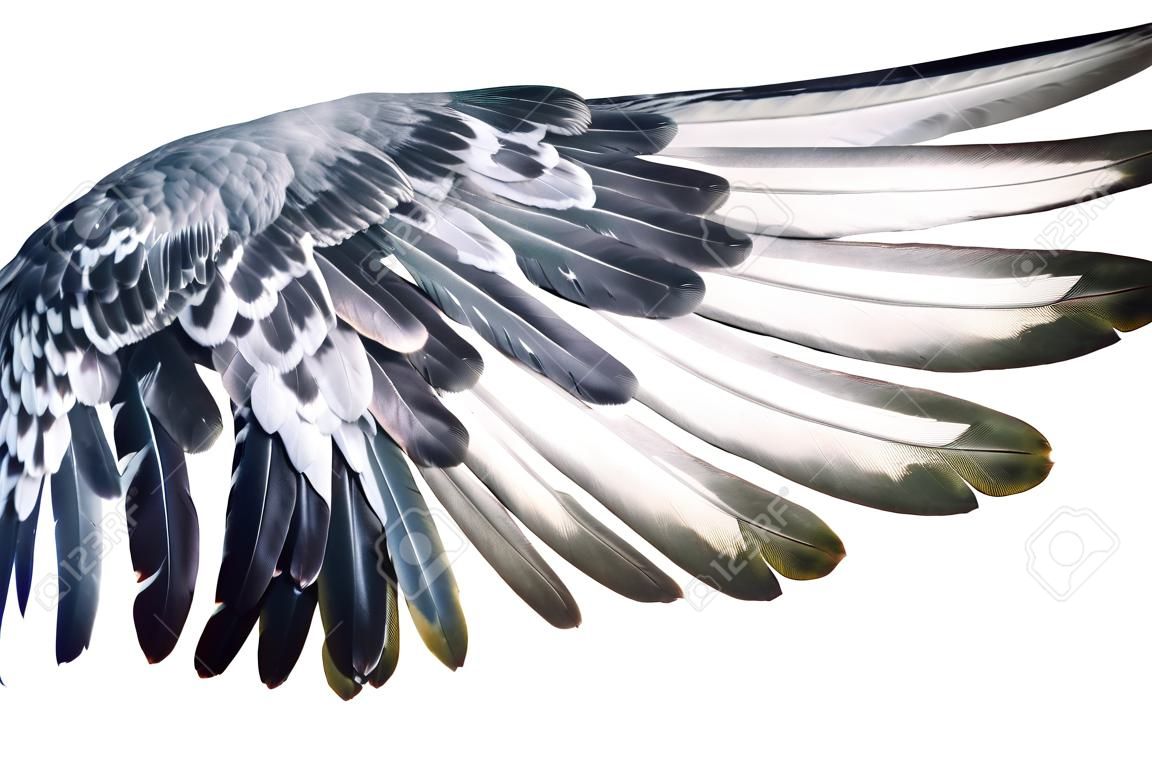 Wing feathers bird isolated on white background