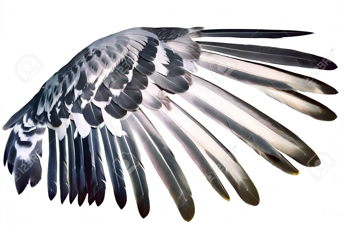Flügelfedern Vogel isoliert auf weißen Hintergrund