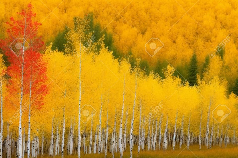 Beautiful Aspen Trees in fall