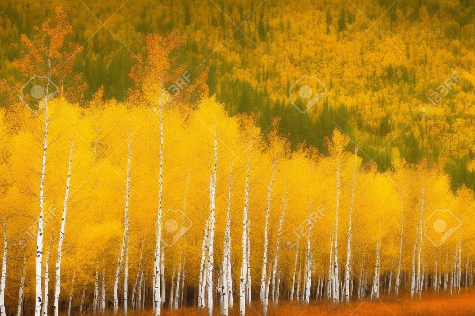 Beautiful Aspen Trees in fall