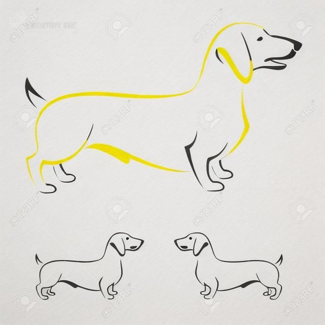 image d'un chien teckel sur un fond blanc