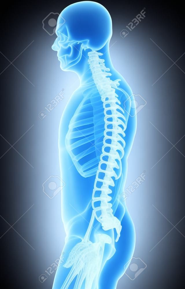 Sistema scheletro - colonna vertebrale umana a raggi x, concetto medico.