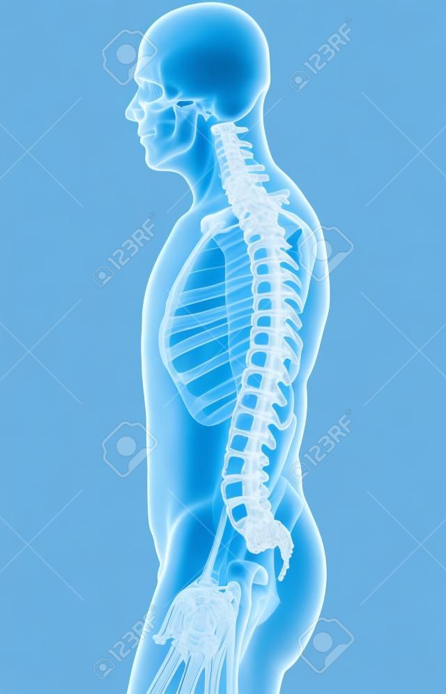 Skeleton systeem - X-ray menselijke ruggengraat, medisch concept.