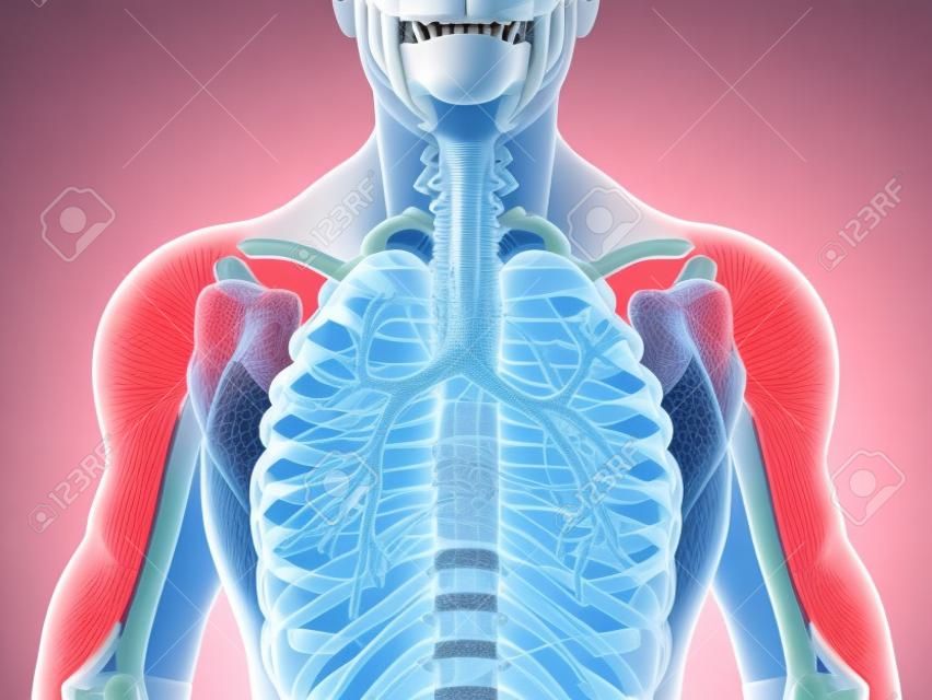 3 D イラストレーションの喉頭気管気管支部分の呼吸器系。