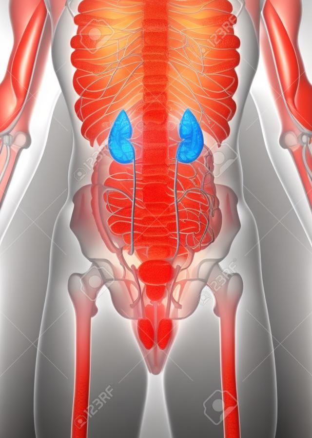 3D illustration of Urinary System - Part of Human Organic.