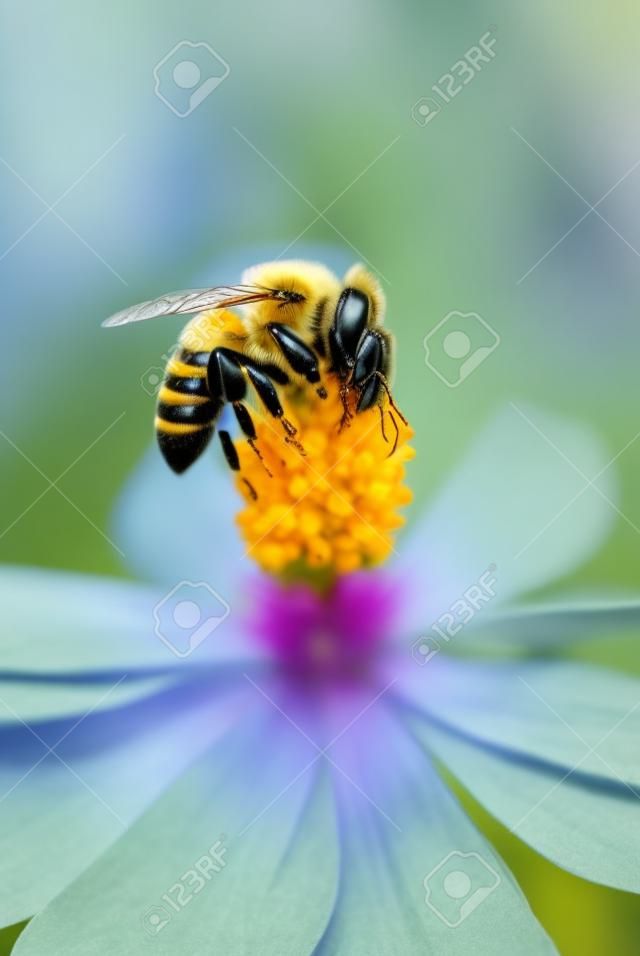 PszczoÅ‚a na kwiat