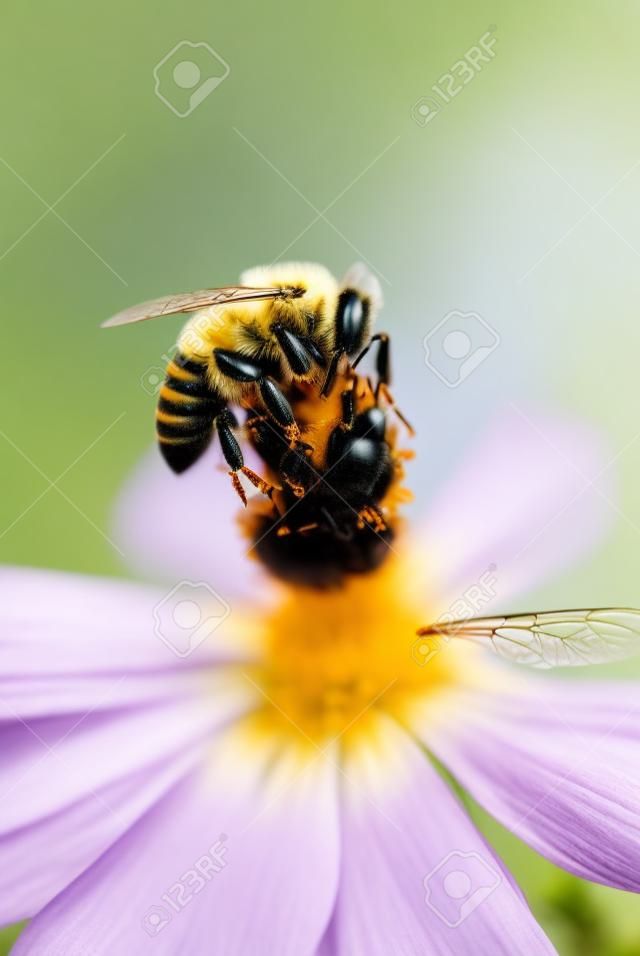 PszczoÅ‚a na kwiat