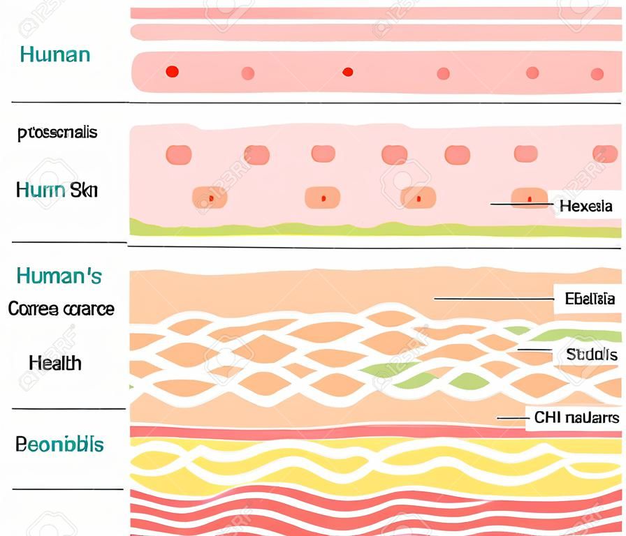layers of the human skin. skin and health care concept