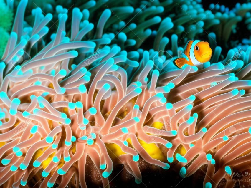 水中でピエロが anemonefish