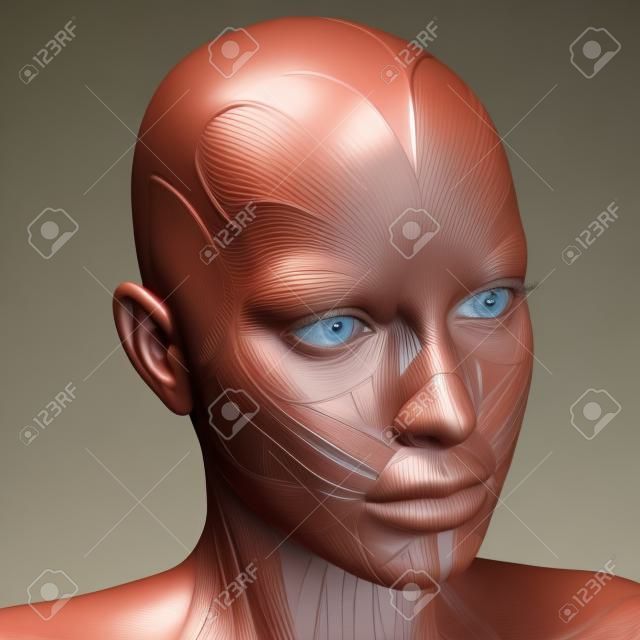 Representación 3D de los músculos de la cara femenina