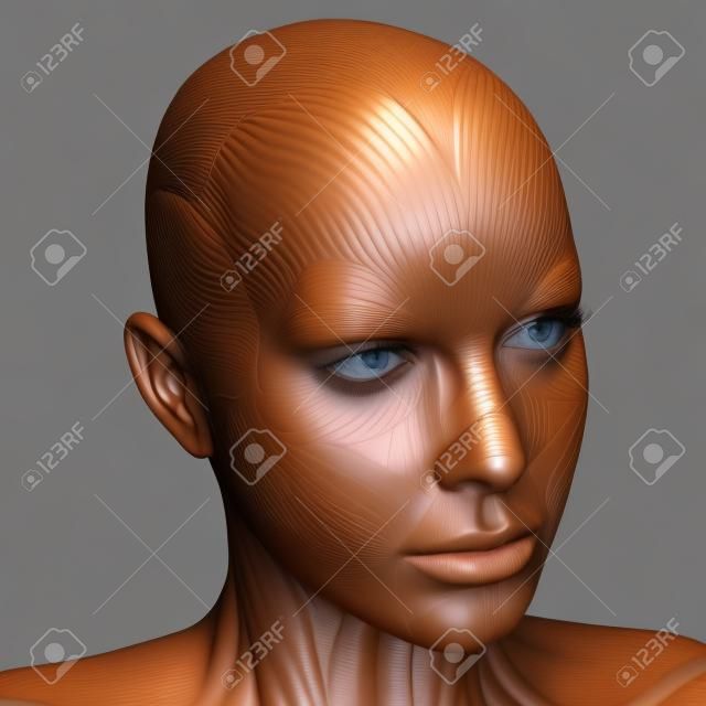 여성 얼굴 근육의 3D 렌더링
