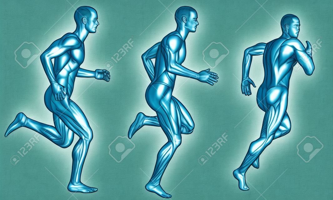 Illustrazione muscolare nell'uomo
