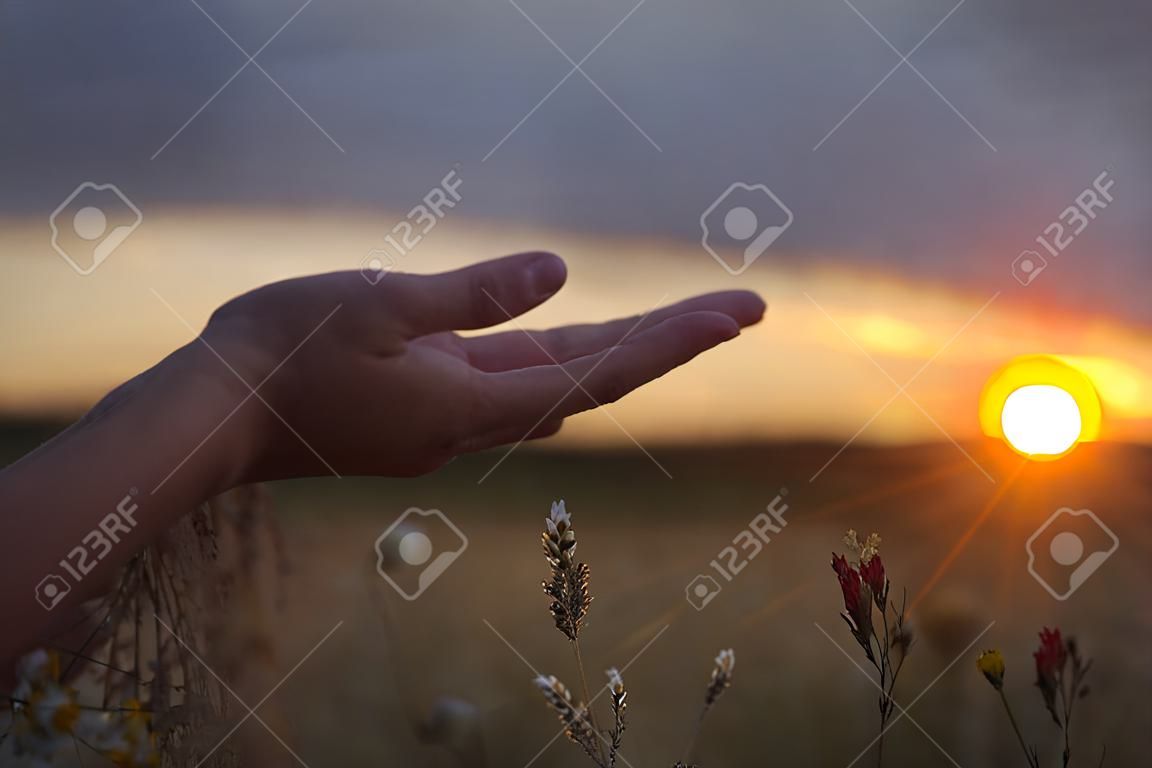 Un plan bas d'un champ avec des marguerites et de l'herbe sauvage. Une main féminine tend la main vers le soleil levant/couchant. La photo est prise pendant une tempête, les nuages autour du soleil sont donc sombres et créent un effet dramatique intéressant.