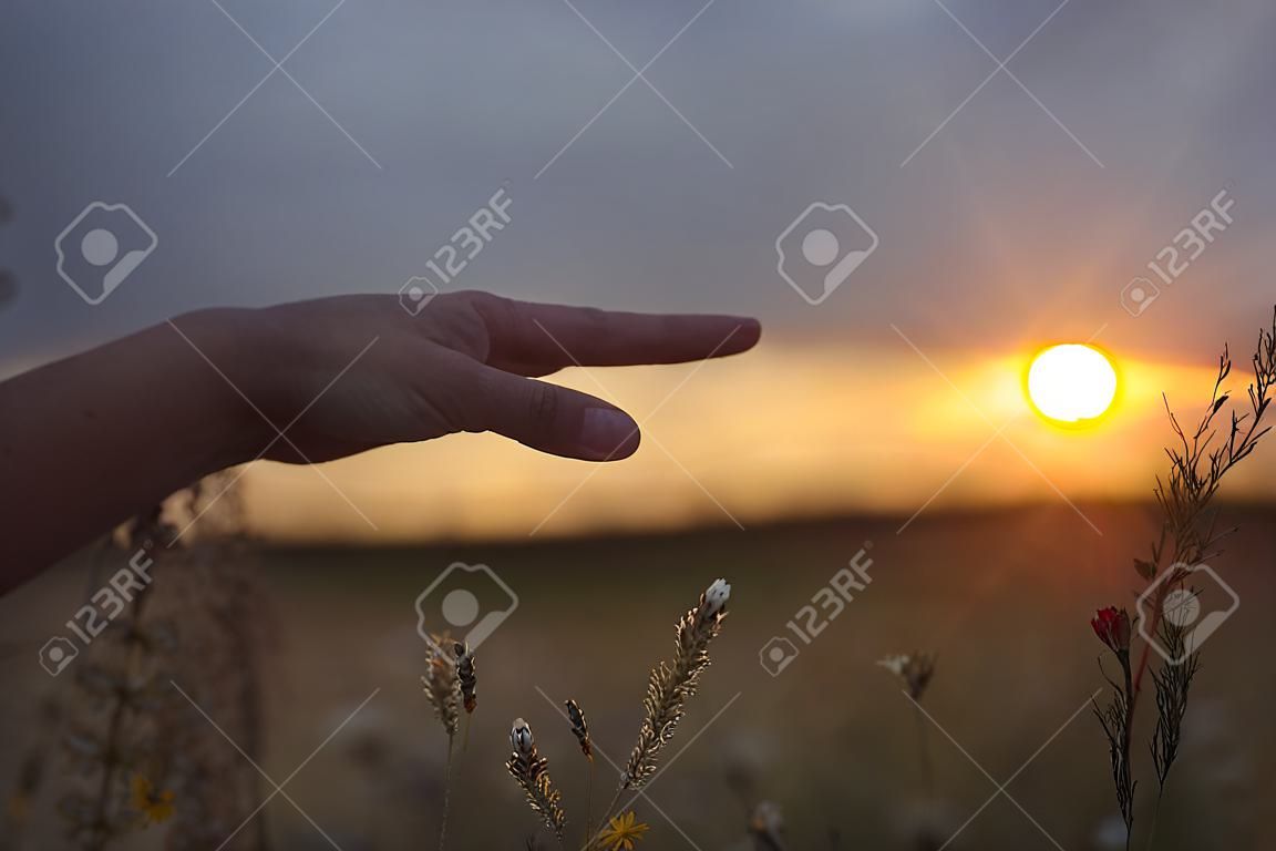 Un plano bajo de un campo con margaritas y hierba silvestre. Una mano femenina se extiende hacia el sol naciente o poniente. La foto se tomó durante una tormenta, por lo que las nubes alrededor del sol son oscuras y crean un efecto dramático interesante.
