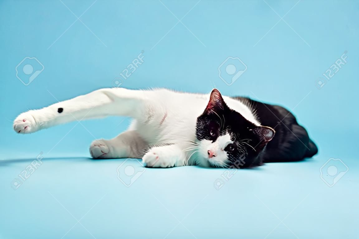 White cat with black spots isolated on light blue background  Studio shot 