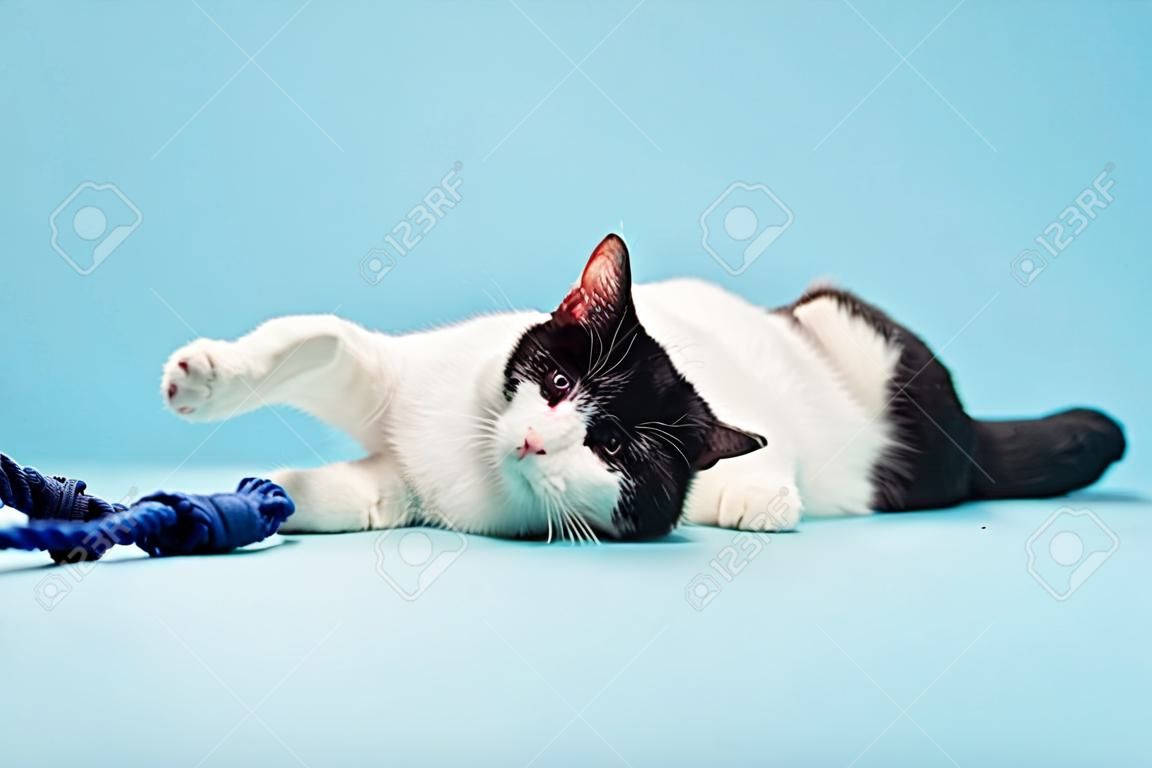 White cat with black spots isolated on light blue background  Studio shot 