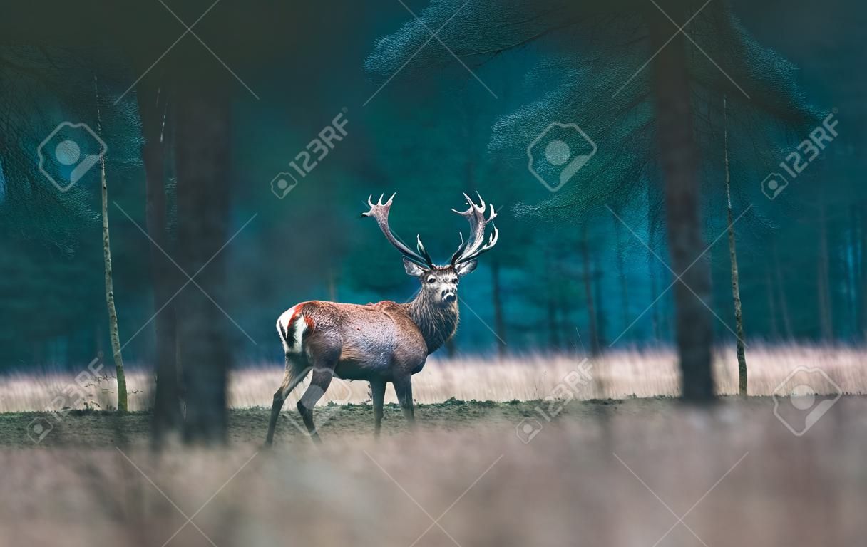 Red deer stag standing in forest meadow.