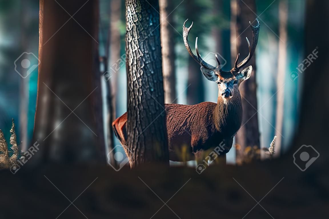 Red deer with pointed antlers in autumn pine forest.