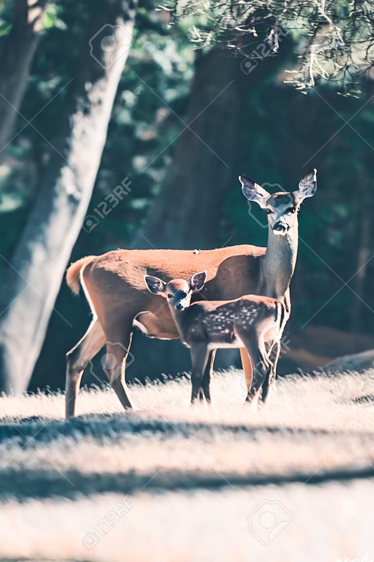 Calf deer drinking from mother.