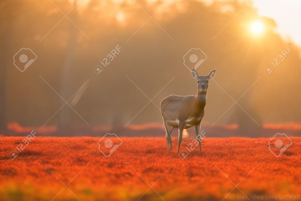 Solitary red deer doe in meadow in evening sunlight.