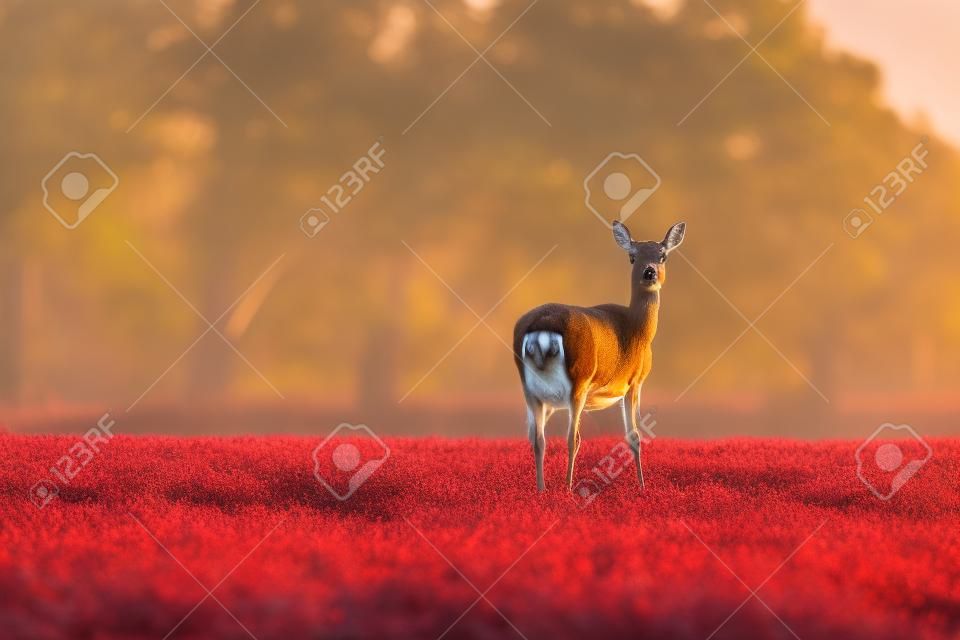 Solitary red deer doe in meadow in evening sunlight.